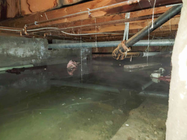 Best Flood damage cleanup  in Fairland, MD
